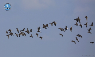 Bewick’s Swans Record in the Mid-Winter Counts in the Evros Delta