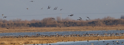 MIDWINTER COUNTS IN EVROS DELTA