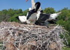 White Stork ringing in Lagina, Evros